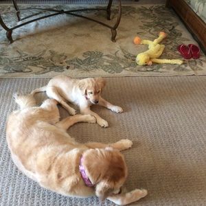 Meet your Posher, Peter